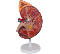 Human Kidney Anatomical Model Visceral Model Skeletal Model Adrenal Model Patient Communication Model Medical Models for Teaching and Demonstration Purposes