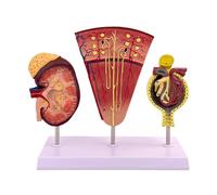 Human Kidney Model,3-Part enlarge Nephron Glomerulus Renal Structure Anatomy Model with Base Product Manual Card for Medical Education Urologists Patient Consultation