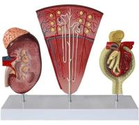 Human Kidney Model - Detailed Nephron Glomerulus Anatomy Demonstration for Educational Purposes