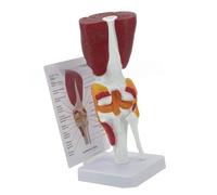 Human Knee Anatomy Model Joint with Ligaments Teaching Tool for Doctors Office Classroom Demonstration Joint for Science Education Flexible Anatomy