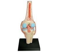 Human Knee Joint Anatomical Model Organs 4D of Human Skeleton Articulation 23 Detachable Parts Model of Medical Teaching for Medical Education Science Gift