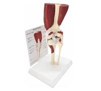Human Knee Joint Anatomy Model, Life Size, with Base,Right Knee Joint Model with Ligaments,Anatomy Model for Doctor's Office and Classrooms, Medical Learning Resources