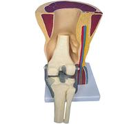 Human Knee Joint Model Anatomical Human Knee Joint Skin Bone Skeleton Model Knee Joint Ligaments Skeleton Muscle Anatomy