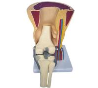 Human Knee Joint Model Anatomical Human Knee Joint Skin Bone Skeleton Model Knee Joint Ligaments Skeletal Muscle Model, Medical Education Training