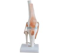 Human Knee Joint Model Biology Teaching Model Medical Education Training Auxiliary Anatomy Human Body Model