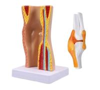 Human Knee Joint Model Easy to Use Ligaments Skeleton Muscle Anatomy Anatomy Anatomical