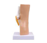 Human Knee Joint Model for Teaching Display Ligaments Skeleton Muscle Anatomy School Supplies Human Anatomical