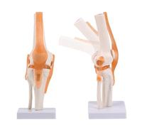 Human Knee Joint Model, Life Size Flexible Knee Skeleton Anatomy Model Medical Teaching Tool Educational Equipment