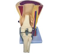 Human Knee Joint Model with Bendable Ligament - Educational Tool for Anatomy Study and Skeletal Muscle Examination
