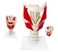 Human Laryngeal Anatomy Model, Enlarged Human Laryngeal Joint Simulation Model, Suitable for Teaching and Display