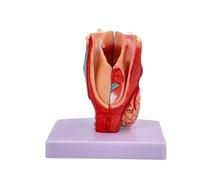 Human Laryngeal Anatomy Model Life-Size Anatomy Larynx Model; Removable Human Throat Model; Anatomy Laryngeal Anatomy Model; Laryngeal Anatomy Model; Vocal Cords