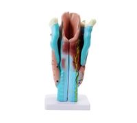 Human Laryngeal Enlargement Model Respiratory Pronunciation Organs Laryngeal Vascular Thyroid Display Medical Teaching Supplies