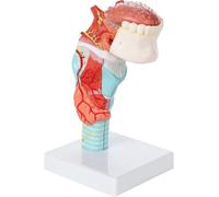 Human Laryngeal Model, Life Size Throat Anatomy Thyroid Model, Detachable 5 Part Including Tongue, Teeth, Shows Laryngeal Midsagittal Section, Realistic Details, for Medical Education.