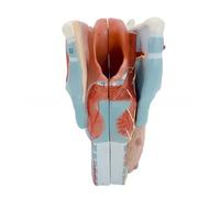 Human Larynx Anatomy Model 2X Enlarged Anatomical Larynx Model Detachable Human Throat Anatomy for Diseases Study Vocal Cords