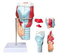 Human Larynx Anatomy Model Detatomous Model with 2X Magnified Larynx Anatomical Model for Medical Physiology Study Teaching A