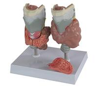 Human Larynx Model - Anatomical Skeleton for Medical Anatomy Study and Endocrine Disease Education