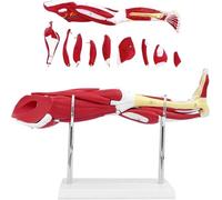 Human Leg Muscle Anatomy Model, Lower Limbs Anatomical Model 10 Pcs Removable Lower Limbs Showing Muscles Major Blood Vessels Nerves for Student Classroom