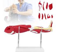 Human Leg Muscle Anatomy Model - Lower Limbs Anatomical Model with 13 Parts, Displaying Muscles, Major Blood Vessels, and Nerves for Medical Education and Training