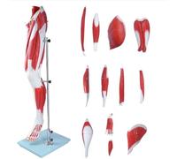 Human Leg Muscles, Medical Anatomical Muscular Model 13 Parts Anatomy Muscle for Study Display
