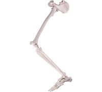 Human Leg Skeleton Model Bundle - Complete Lower Limb with Removable Hip Joint & Fully Articulated Foot