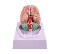 Human Life-Size Brain Model, Functional Area Anatomy for Science Classroom and Study Display