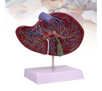 Human Liver Anatomical Model, 2 Parts 1.5X Enlarged Human Liver Anatomical Model for Medical Teaching, Learning, Research, Education, and Display