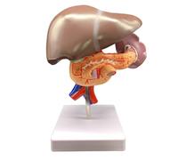 Human Liver Anatomical Model Demonstrates The, Spleen, Blood Vessels, Pancreas and Duodenum Medical