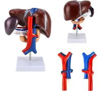 Human Liver Anatomical Model,Life Size Human Pancreas Pathology Model for Educational Mannequin Classroom Research Display School Supplies