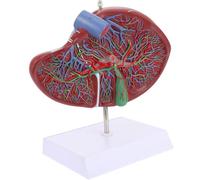 Human Liver Anatomical Model, to demonstrate The Structure and Function of The Human Liver with Base and digitally labeled - for Anatomy Education