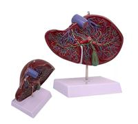 Human Liver Anatomical Model with Base and Digital Labeled, Medical Teaching Aids, Clear Texture, for Demonstrate The Structure and Function of The Human Liver