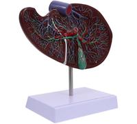 Human Liver Anatomical Teaching Model with Base, Plastic Brown