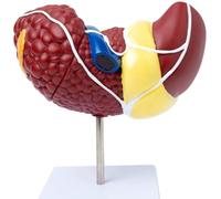 Human Liver Anatomy Model - 1:1 Scale Medical Teaching Aid for Digestive System & Pathological Liver Demonstration