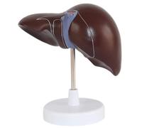 Human Liver Anatomy Model - 1.5x Enlarged Teaching Model with Liver, Gallbladder, Pancreas, and Bile Duct for Educational Use