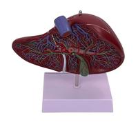Human Liver Anatomy Model, Base and Digital Labeled and Clear Texture Liver Model for Learning and Understanding The Structure of The Liver
