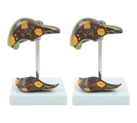 Human Liver Anatomy Model Colorful Teaching Model for Medical Research Colorful Human Organ Model Best Teaching Aid (2