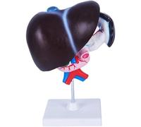 Human Liver Anatomy Model - Human Organ Anatomy Model Liver Pancreas Duodenum Model - Medical Anatomy Liver, Pancreas and Duodenum Model