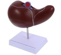 Human Liver Anatomy Model with Base for Teaching and Display