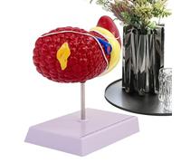 Human Liver - Detailed Anatomy -Organ Model, Realistic Pathology Education Display | Clear Anatomy Reference for Medical School Students, Educational Liver Model Use