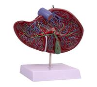 Human Liver Gallbladder Model Internal Organ Anatomy PVC 3D Model 7.87x7.48x9.84inch Medical Teaching Tool for Students