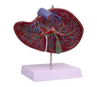 Human Liver Model with Gallbladder & Vessels Display - 3D Anatomical Model for Medical Students & Professionals - 7.87x7.48x9.84inch