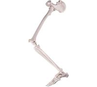 Human lower limb skeleton model, human leg skeleton set, including all leg bones, removable hip joint and fully articulated foot, suitable for medical standard education courses