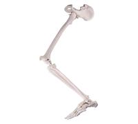 Human Lower Limb Skeleton Model, Human Leg Skeleton Set,Removable Hip Joint And Fully Articulated Foot, Including All Leg Bones, Suitable For Medical Standard Education Courses