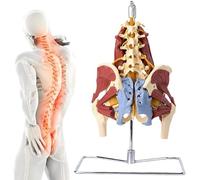 Human Lumbar Belt Muscle Model, Bilateral Muscular Lumbar Spine Anatomical Model for Pelvic Disc Herniation and Maternal Pelvic Floor Muscle Repair Demonstration