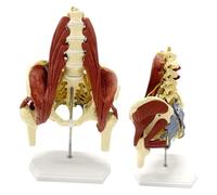 Human Lumbar Belt Muscle Model, Bilateral Muscular Lumbar Spine Model, Pelvic Disc Herniation Maternal Pelvic Floor Muscle Repair Demonstration Sacral Bones Anatomical Model