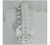 Human Lumbar Model PVC Lumbar Human Skeleton Spine Model Lumbar Spine Model Human Skeleton Anatomy for Orthopedic Medic