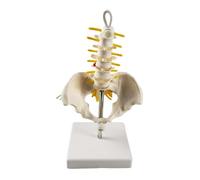 Human Lumbar Spine Anatomy Model ,Removable small lumbar belt pelvis Bendable Hip Bone Pelvis Anatomical Model Student Study Demonstration Teaching Model