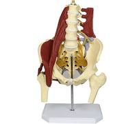 Human Lumbar Spine Bone Model, 1:1 Life Size Female Pelvis Model, Medical Science with Pelvic Floor Muscle Anatomy Model Adult Skeleton Anatomical Model