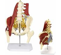 Human Lumbar Spine Bone Model Female Pelvis Model Pelvic Disc Herniation Maternal Pelvic Floor Muscle Repair Demonstration Life Size Sacral Bones Anatomical Model