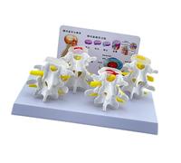 Human Lumbar Spine for Anatomy Skeleton Medicals Model Teaching Aid 4-Stage Vertebrae Nursing Spine Vertebrae Anatomy Medicals Teaching Tool