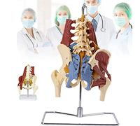Human Lumbar Spine with Muscle Model Pelvic Bone Lumbar Disc Herniation Maternal Pelvic Floor Muscle Repair Demonstratio
